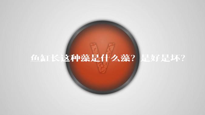 鱼缸长这种藻是什么藻？是好是坏？